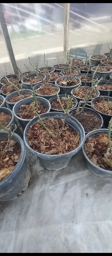 Tinglər: Məhsul: Gül kolları (gül tingləri) - Növlər və rənglər: - — 19