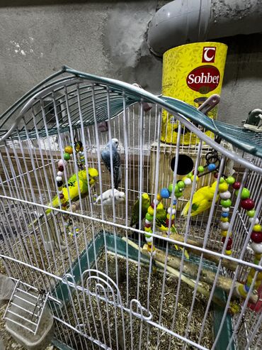 Bülbüllər: 5 ədəd bala quş satılır ədədi 20 manat Qəfəs verilir amma şəkildəki — 4