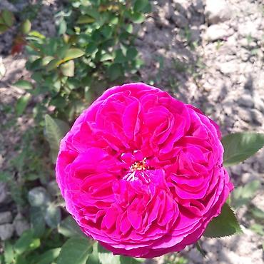 Роза: Саженцы чайно-гибридных роз (садовые кустовые розы) разных окрасок — 8