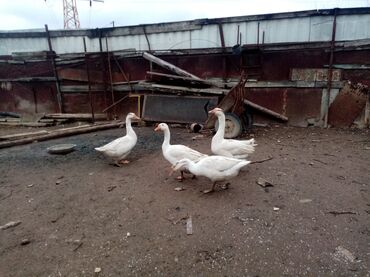 ördek qaz: Pulsuz çatdırılma