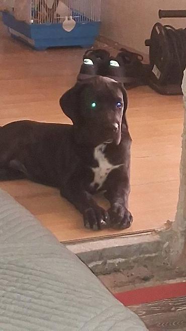 mali cupavi psi: Cane Corso mlad pas Mlad pas rase Kane Korso crne boje, starosti 6 — 7