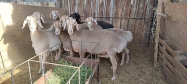 продам охотничью собаку: Продаю | Овца (самка) | Арашан | Для разведения