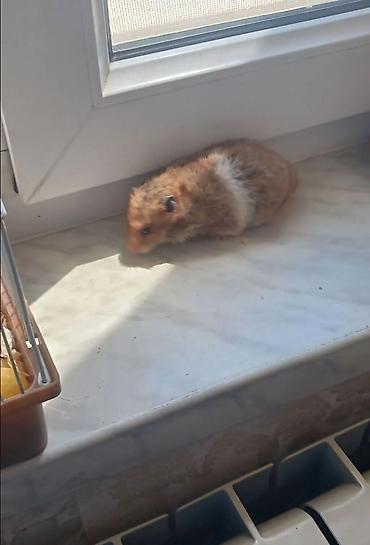 zvonok it satışı: Hamster qefesle bir yerde sahiblendirilir — 4