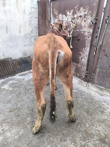 Коровы, быки: Продаю | Тёлка | Для разведения | Привязанные — 4