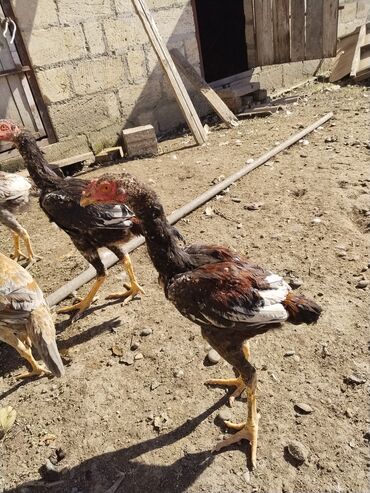 Xoruzlar: Xoruz, il: <1 — 7