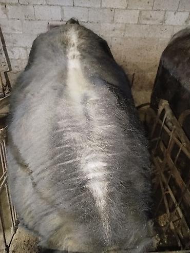 Коровы, быки: Продаю | Бык (самец) | На откорм | Привязанные — 4