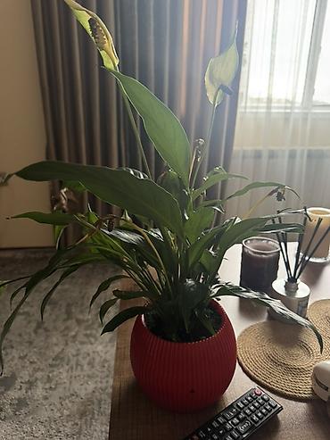 gul: Sülh çiçəyi (Spathiphyllum) – dekorativ otaq bitkisi Baxa bilmediyim — 2