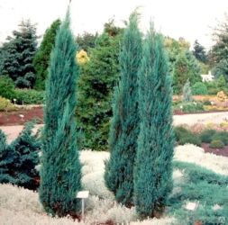 Toxumlar: Thuja toxumları, sərv, Arizona sərv, mavi thuja, qərb thuja və şərq — 21