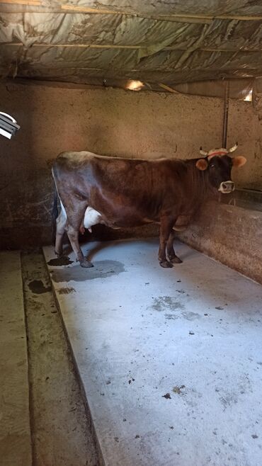 быки в канте: Продаю | Корова (самка) | Алатауская | Для молока | Стельные