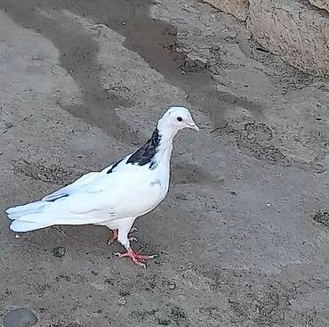 su quşu adları: Tutulma erkey tuleydedi heyvan — 5