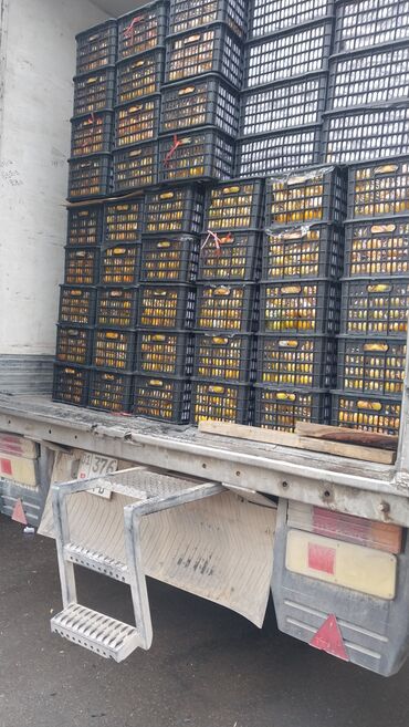 куплю картофель оптом: Оптовая партия фруктов в пластиковых ящиках - Свежие цитрусовые в