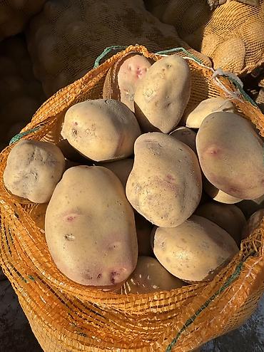 мандарины купить: Картошка Пикассо, Оптом, В розницу — 3