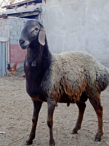 Бараны, овцы: Продаю | Баран (самец) | Гиссарская | Для разведения | Племенные — 6