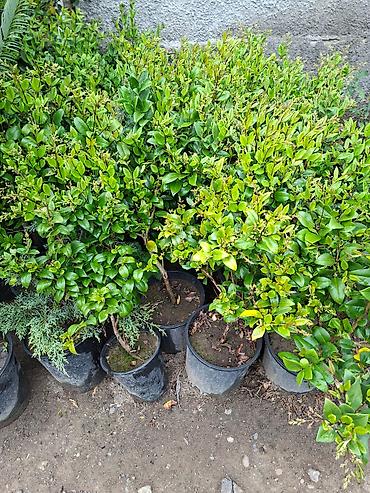 Ağaclar: Ağac, gullerin satişi — 10