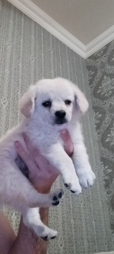 itlər pudel: 3 ay, Dişi