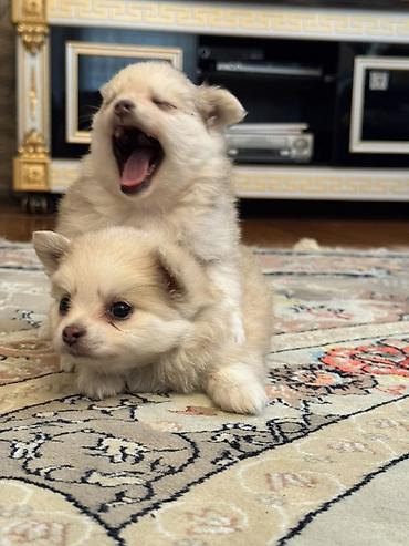 İtlər: Şpitz, 1 ay, Erkek, Sənədli, Pulsuz çatdırılma — 4
