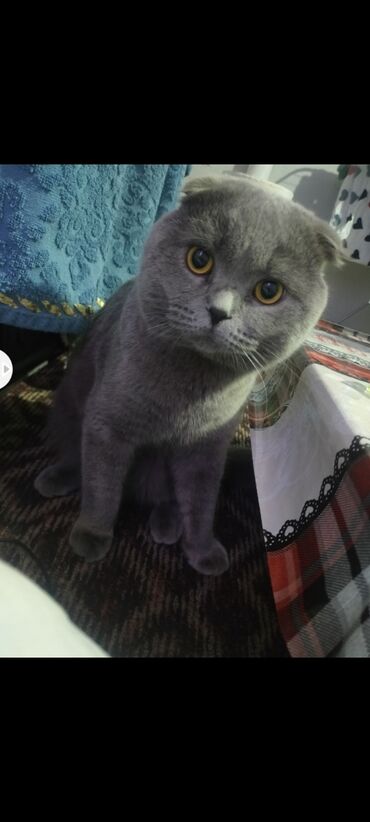 каракол животные: Продаю кота шотландского вислоухого привезли с Бишкека ему годик