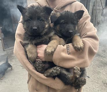 хатико собака: Немецкая овчарка, 1 месяц, Самец — 4