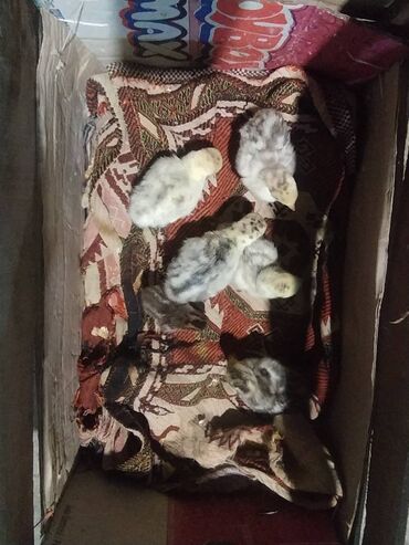 Digər quşlar: Hinqusu balası 5 denedi biri 10 manat 1 həftəlik di