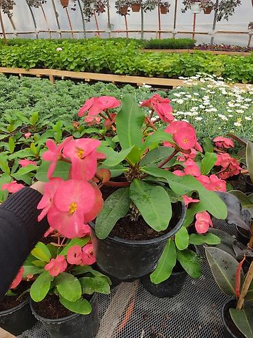 Digər bitkilər: Saksıda dekorativ çiçəkli bitkilər - Növ: Euphorbia milii (Tac-ı — 2