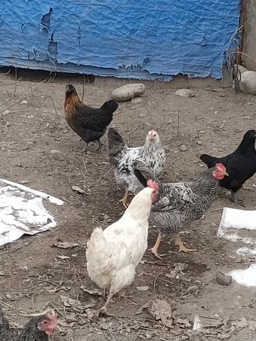 Куры, петухи: Продаю | Куры | Домашняя | Для разведения — 1