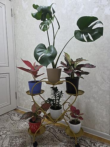 фито стена: Полка, этажерка для цветов, Новый, Железо, Самовывоз — 2