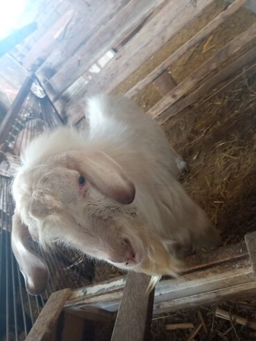 Козы, козлы: Козы — 5