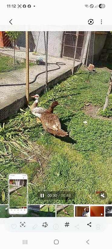 tap az goyercin satisi: Lal yapon ördəklər xoruzdar kül öküz qırmızı öküz sortudu — 1