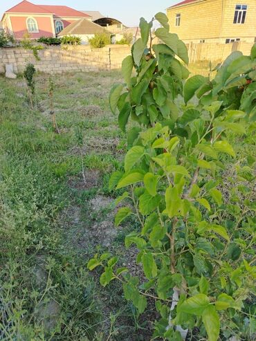 Torpaq sahələrinin satışı: 5 sot, Tikinti, Mülkiyyətçi, Bələdiyyə — 7