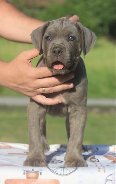 Psi: Cane Corso štenci U ponudi veoma perspektivni štenci iz različitih — 7