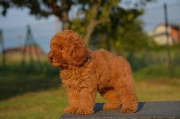 Psi: Toy pudle Odgajivacnica "Team AS Trajkovic" u ponudi ima prelepe toy — 3