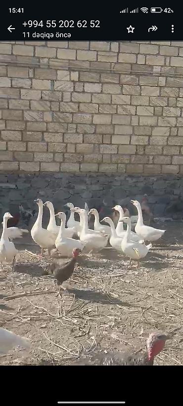 bala pişik adları: Qazlar bu ilin qazlaridi.5dene qalıb.En irilerini saxlamişam.Kim alsa — 1
