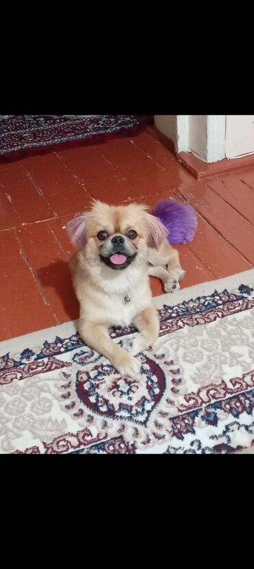 Akvarium aksessuar və ləvazimatları: Pekines, 1 il, Erkek, Ünvandan götürmə