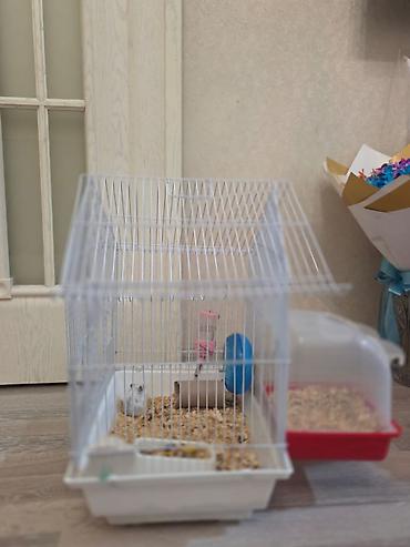 qaz balasl: Ağ rəngli xırda hamster üçün tam dəst qəfəs. HƏR ŞEY ÜSTÜNDƏ VERİLİR — 2