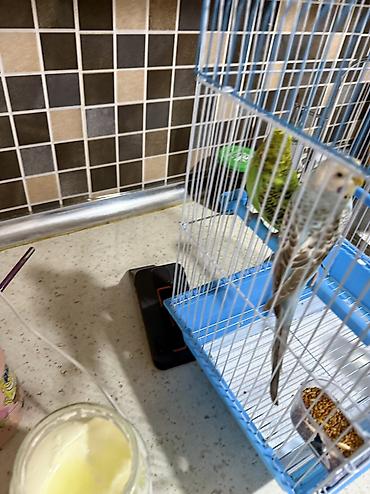 feniks quşu: 2 ədəd erkək və dişi quş — 2
