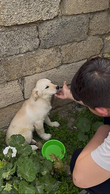 itlerin pulsuz verilmesi: Retriever, 5 ay, Erkək, Pulsuz çatdırılma — 3