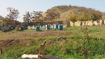 goranboy torpaq: 580 sot, Kənd təsərrüfatı, Makler, Kupça (Çıxarış) — 1