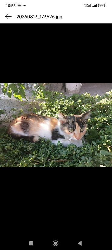 коты бишкек: Отдам котенка в добрые руки — 1