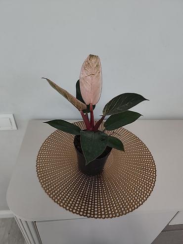 Папоротники: Калатея лонси калатея медальон — 9