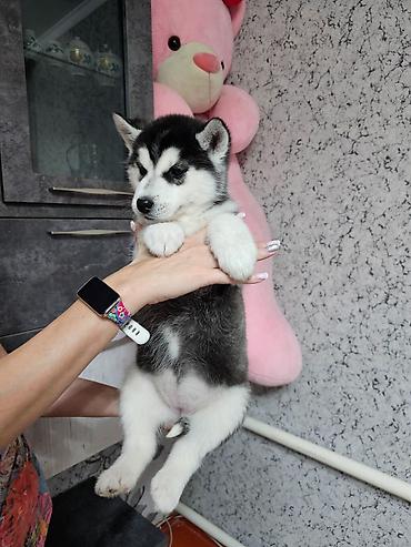 Продажа собак: Хаски, 1 месяц, Самка, С прививкой, С родословной at lalafo.kg — 6 Продажа собак: Хаски, 1 месяц, Самка, С прививкой, С родословной — 6