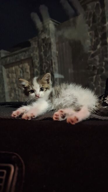 животные котенок: Кошка даром: Беспородная, 2 месяца, Мальчик