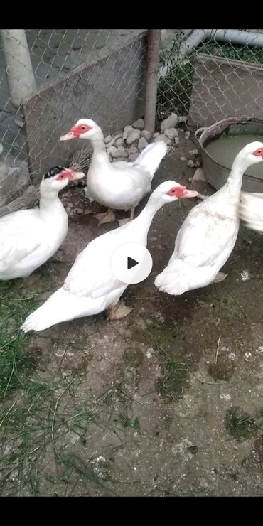 ördek qaz: Ödənişli çatdırılma, Rayonlara çatdırılma