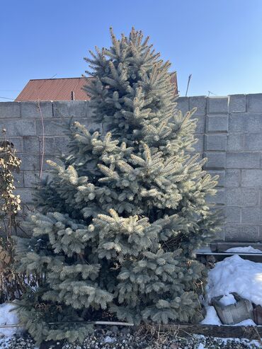 кости траву: Голубой ель 🌲 сатылат! Узундугу 3 метр