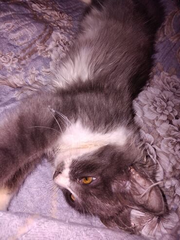 Pişiklər: Meyn-kun, Erkək, Yaxşı əllərə, Ünvandan götürmə — 5