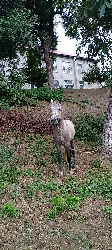 at aliram: 7 yaşın içindədi Yorqadı. Təpiyi, qapmağı yoxdu. Çox sakit heyvandı — 2