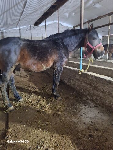 Лошади, кони: Продаю | Жеребец | Рабочий | Осеменитель — 1