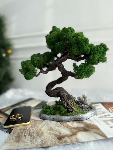 Декоративные цветы: В переводе с японского Бонсай означает «дерево, выращенное в блюде» at lalafo.kg — 58 Декоративные цветы: В переводе с японского Бонсай означает «дерево, выращенное в блюде» — 58