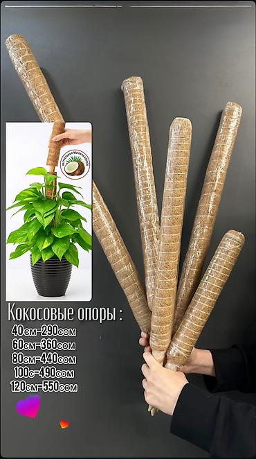 Дом и сад: Кокосовые опоры для вьющихся и ампельных комнатных растений — 1