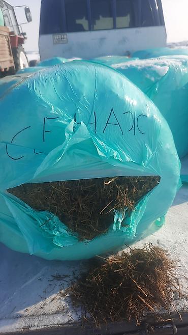 Корма для с/х животных: Кукурузный силос 7 сом + доставка сенаж 8000 сом + доставка качества — 8