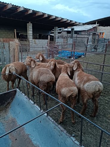 продаю козы: Продаю | Овца (самка), Ягненок | Гиссарская, Арашан | Для разведения | Ярка